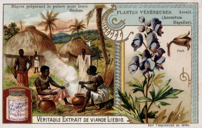Poison plants: aconite and African preparing poison for their arrows - chromo. Liébig, late 19th century
