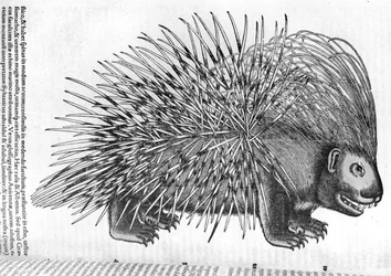 Porcupine, from 