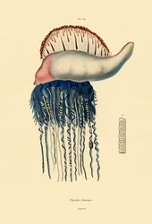Portuguese Man-of-War