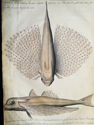 Profile and back of winged fish, Big Island, Brazil