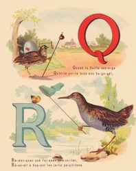 Q: Quail, water rail
