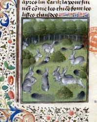 Rabbits - in Hunting Book of Gaston Phoebus, Count of Foix, Lord of Béarn
