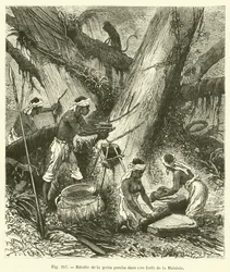 Harvesting Gutta Percha in a Malaysian Forest (engraving)
