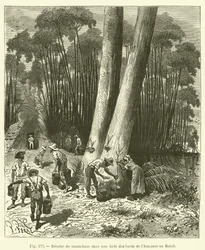 Rubber Harvest in a Forest on the Banks of the Amazon in Brazil
