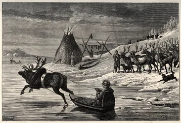 Reindeer Herd in Lapland - engraving from 
