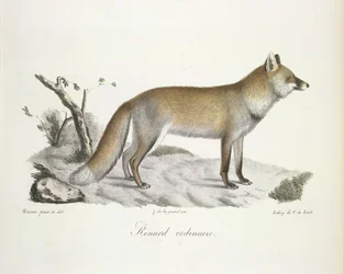 Fox, from Histoire Naturelle des Mammifères