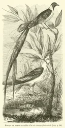 Rincops or Widow with Golden Collar and Rincops Flavirostris (engraving)