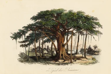Sacred Fig Tree, Ficus religiosa, Also Known as the Bodhi Tree, Banian Tree, Banyan Tree, Pippala Tree, Peepul Tree, Peepal Tree or Ashwattha Tree