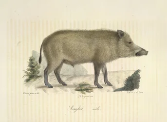 Male Wild Boar, from 