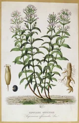 Saponaria officinalis (colour engraving)