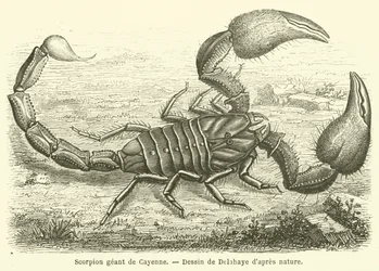 Giant Scorpion of Cayenne
