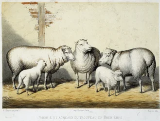 Sheep and lambs of the Brebières herd - Lithography