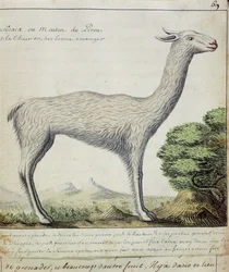 Sheep of Peru (Llama or Alpaca)