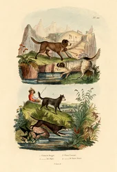 Shepherd Dog