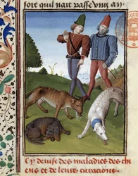 Sick Hunting Dogs - in Hunting Book of Gaston Phoebus, Count of Foix, Lord of Béarn