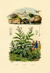 Snails