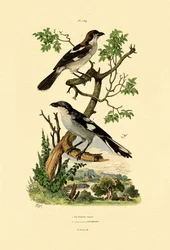 Southern Grey Shrike