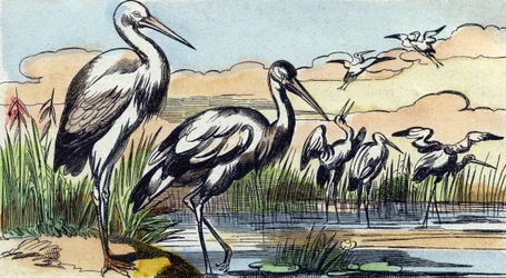 Stork (Engraving in "Buffon Alphabet des Oiseaux n 1")