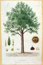 Sweet Chestnut Tree