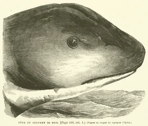 Head of the Sea Serpent
