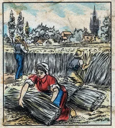 Textile, Flax: Agriculture. Collects Linen that is Assembled in a Boot to be Dry. Engraving. Epinal Imaging Late 19th Century