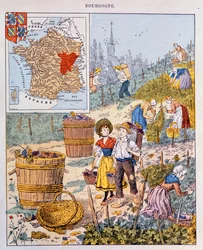 The Grape Harvest in Burgundy (illustration from a school textbook, c.1910)