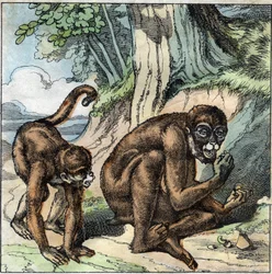 The Monkey and the Nut. Fable by Jean-Pierre-Claris by Florian (1755-1794) novelist, poet and fabulist French. Illustration of the end of the 19th century.