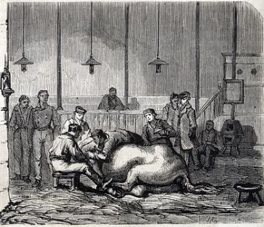 The National veterinary school of Alfort - Les grandes école de france - école veterinaire de maison alfort en 1866 - la salle de dissection - Engraving in Le Monde Illustré of 1866