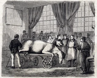 The National Veterinary School of Alfort - The great schools of France - veterinary school of Maisons-Alfort in 1866 - the operating room - engraving in “Le Monde illustré” from 1866
