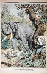 The Tragic End of an Elephant Hunt in India