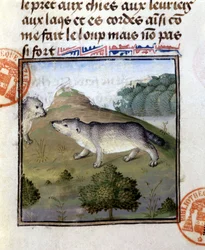 The Badger - in Hunting Book of Gaston Phoebus, Count of Foix, Lord of Béarn