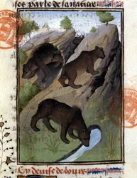 The bear, from 