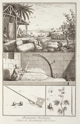 The cultivation of cotton, from the Encyclopedia by Denis Diderot, engraved by A. Provost