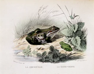 The Frog and the Green Rain - in 