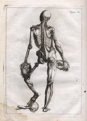 This Figure Can Satisfy the Curiosity of Those Who Want to See the Body Stripped to the Bones - Engraving in 