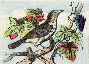 Thrush (Engraving in "Buffon Alphabet des Oiseaux n 1")