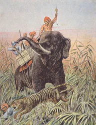 Tiger Hunt, India
