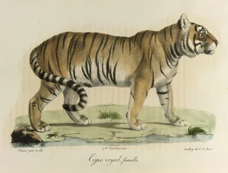 A female royal tiger, from Histoire Naturelle des Mammifères