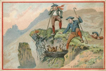 Trade Card with an Image of Men Stealing Eagle Eggs