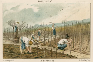 Tree Nursery