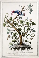 Turbith, plant of the island of Ceylon