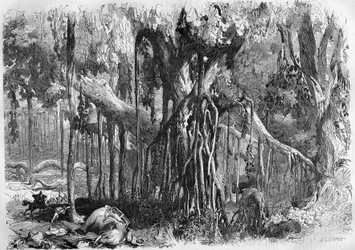 A Forest of Banyans in India