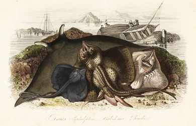 Unknown Image