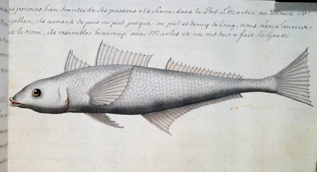 Unknown fish, Strait of Magellan, watercolour from log book by Jacques Gouin de Beauchesne, captain of Compagnie royale de la Mer du Sud, from 1698 to 1701, France