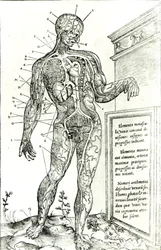 Vascular System according to Charles Étienne, from De dissectione partium corporis humani libri tres, 1545