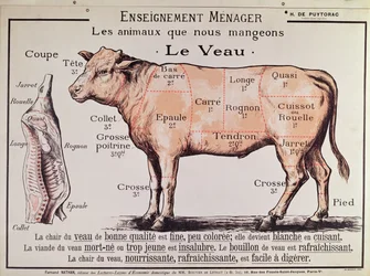 Veal: diagram depicting the different cuts of meat