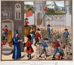Vine Cultivation and Wine Making in the Middle Ages