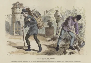 Viticulture, 15th Century