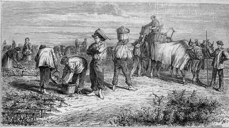 Viticulture in Medoc: picking grapes during harvest. Engraving in "Le Monde Illustre" n°561 of 11 January 1868.
