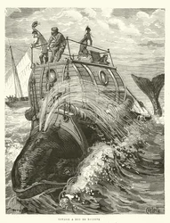 Voyage on the Back of a Whale